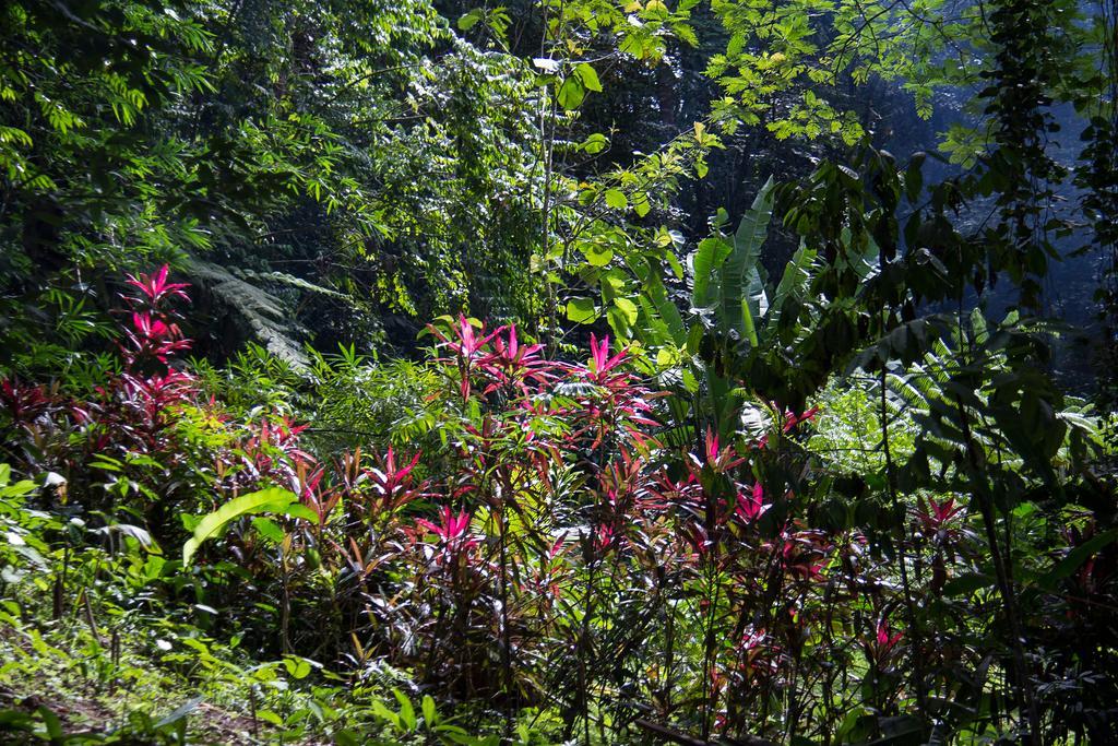 Bed and Breakfast Se Ua Manzanillo  Zewnętrze zdjęcie